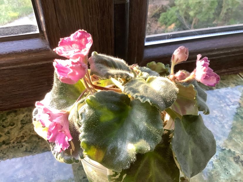  - RS Kolokolnyj Zvon