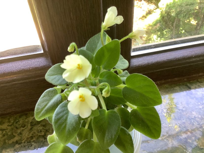  - Senk s Alchemy Antique Bells