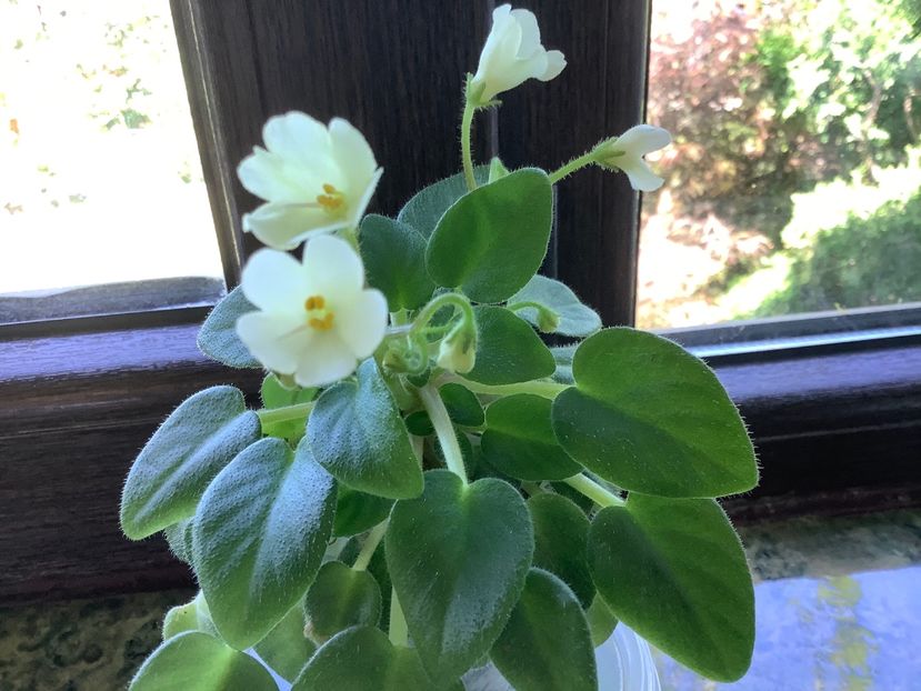  - Senk s Alchemy Antique Bells