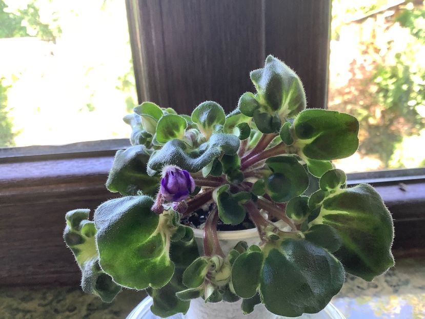  - Senk s Neverland Dream