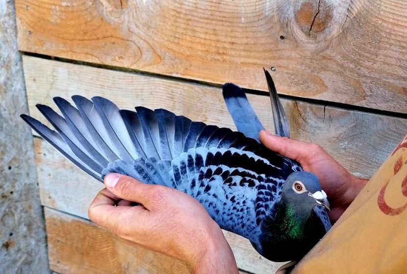 789 fica199+519 - 2020