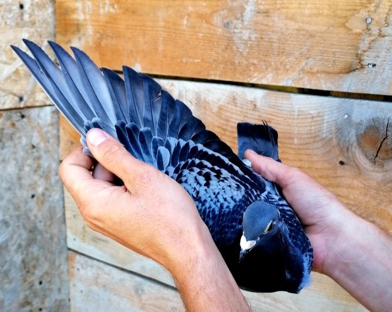 788 ukr 105 +41 - 2020