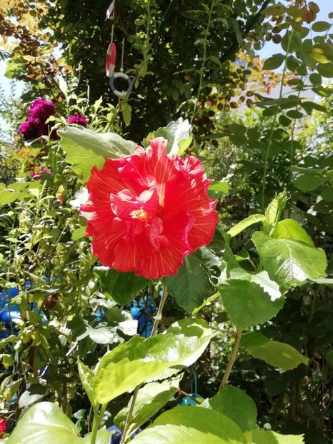  - Hibiscus