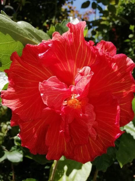  - Hibiscus