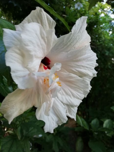  - Hibiscus