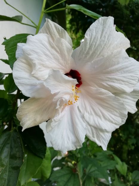  - Hibiscus