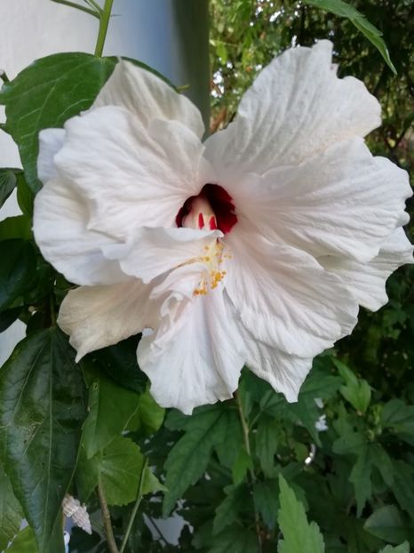  - Hibiscus