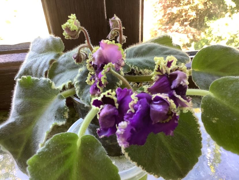  - LE Nochnoe Randevu