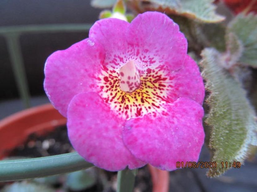 RF's Galaxy - Achimenes 2020