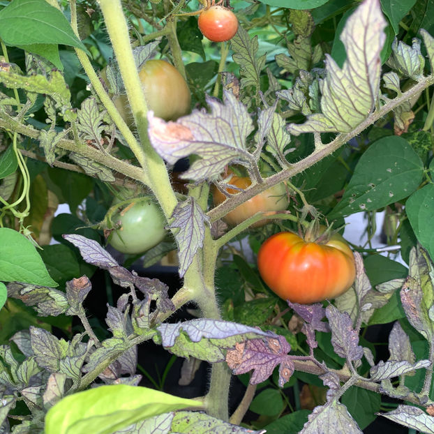  - Jurnalul gradinii 2020