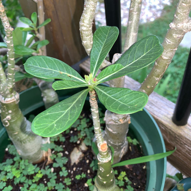  - Jurnalul gradinii 2020