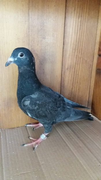 vandut 54buc - De vanzare voiajori pui 2020