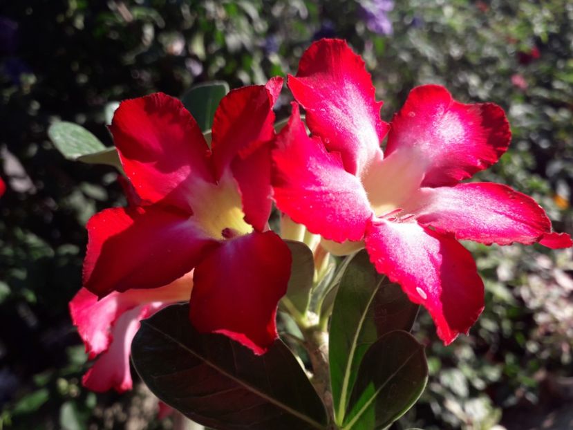  - Adenium