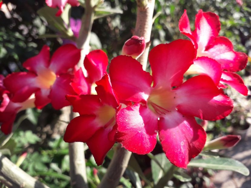  - Adenium