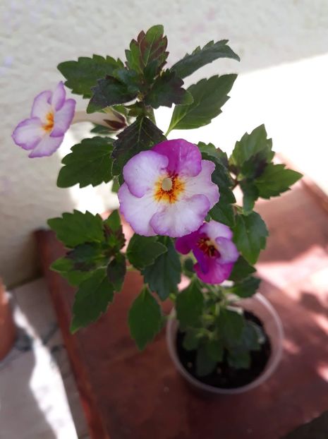  - 0001 2022 - Coup de Foudre