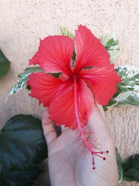 Cooperi Snow Queen - 15 lei - poze