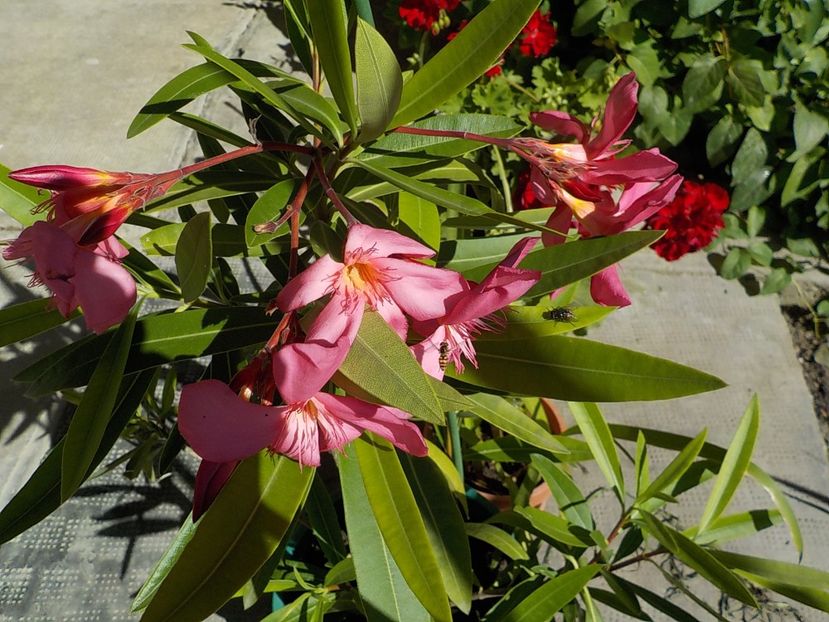  - maresciallo graziani nr 79