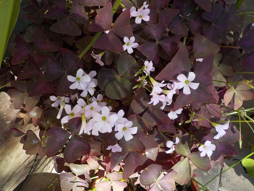  - oxalis triangularis
