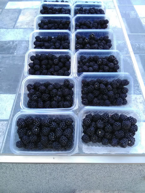 Mure la caserola - Mure 2 august 2020