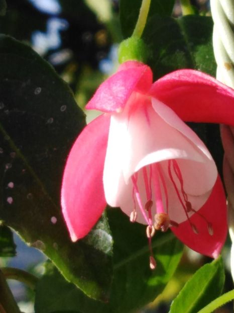 Versailles - My Fuchsia Collection