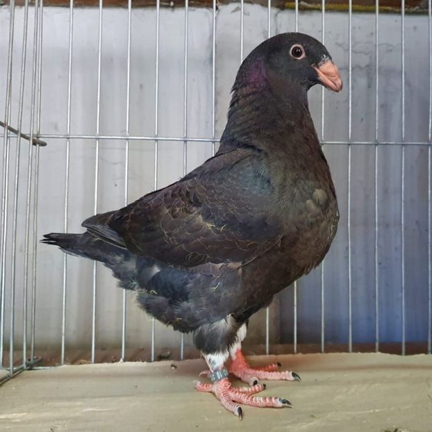 IMG-20200802-WA0036 - Pui 2020