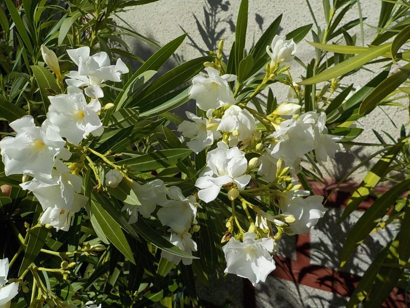  - mont blanc leandru nr 22