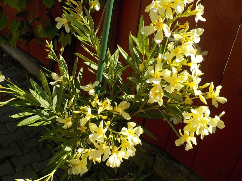  - maria gambeta nr 25