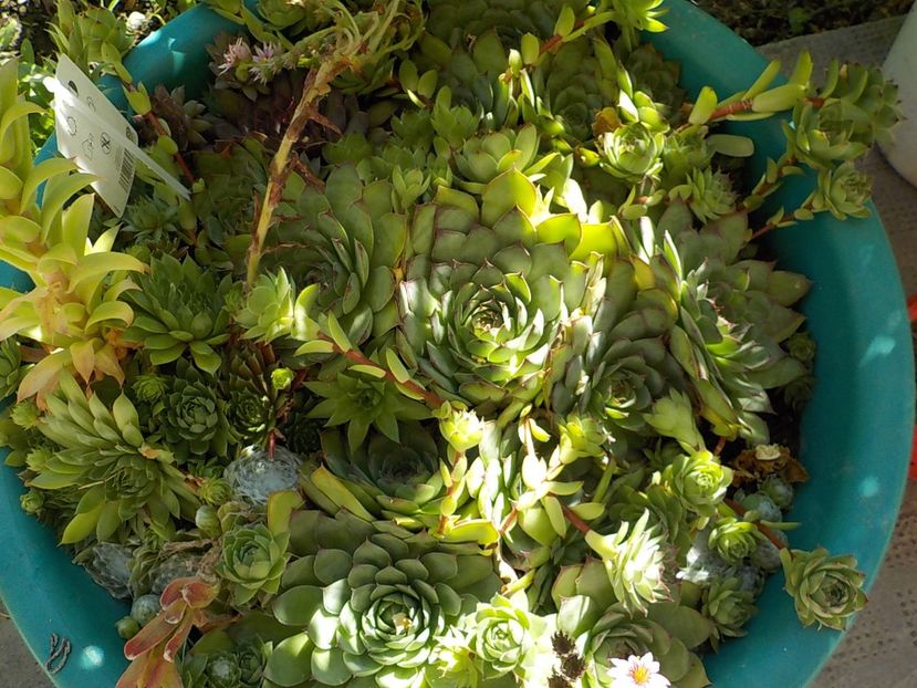  - Genul Sempervivum