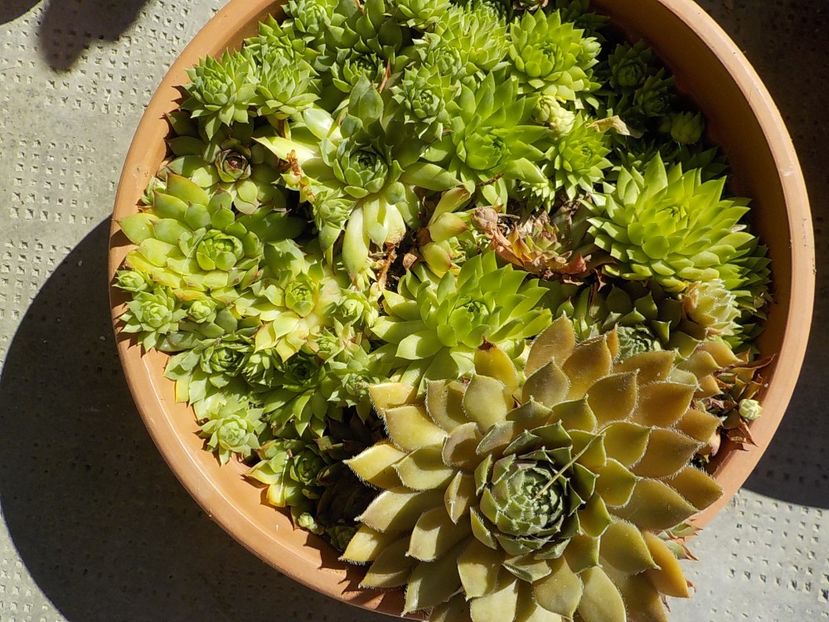  - Genul Sempervivum