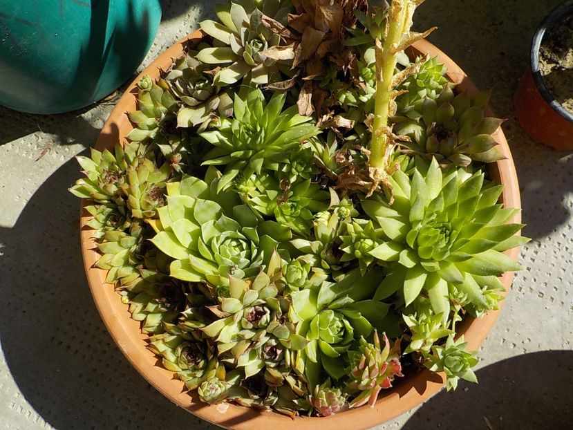  - Genul Sempervivum