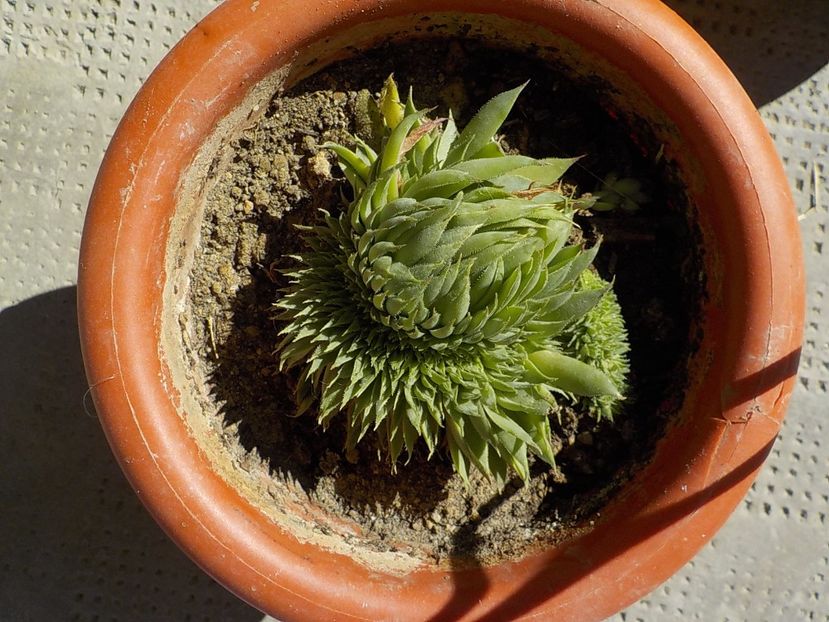  - Genul Sempervivum