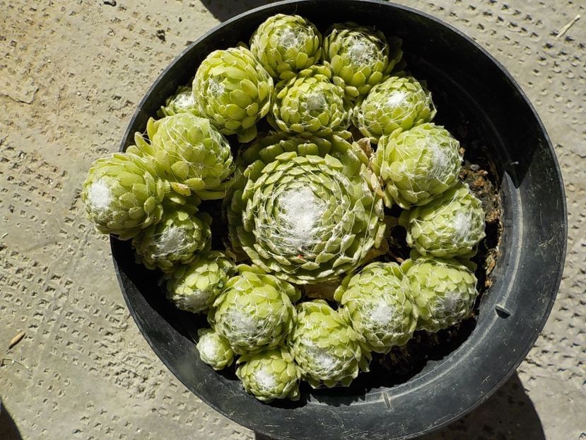  - Genul Sempervivum
