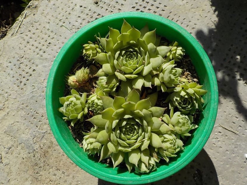  - Genul Sempervivum