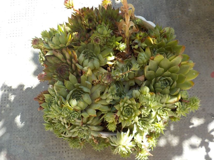  - Genul Sempervivum