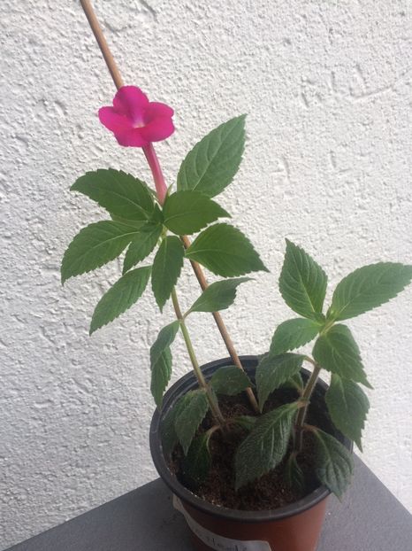 2.08.2020– BriD’s Hedi - Achimenes 2020