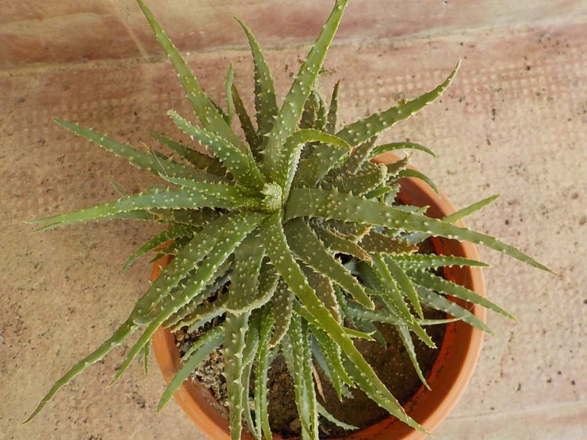  - aloe humilis