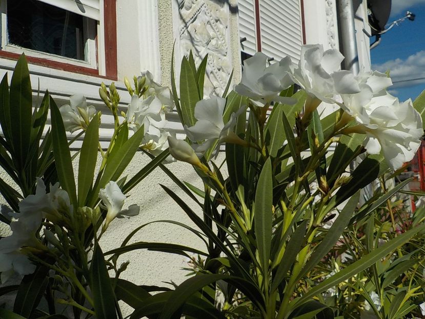  - mont blanc leandru nr 22