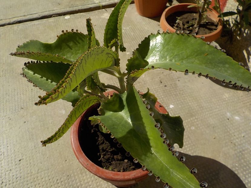  - kalanchoe daigremoniana