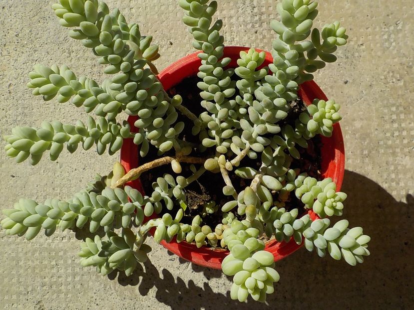  - sedum burito