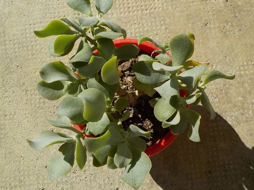  - crassula arborescens
