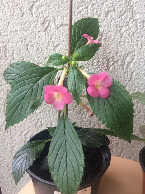 2.08.2020– BriD’s Monique - Achimenes 2020