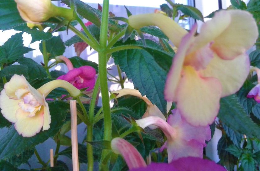  - 0000 ACHIMENES