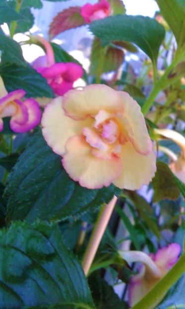  - 000015ACHIMENES