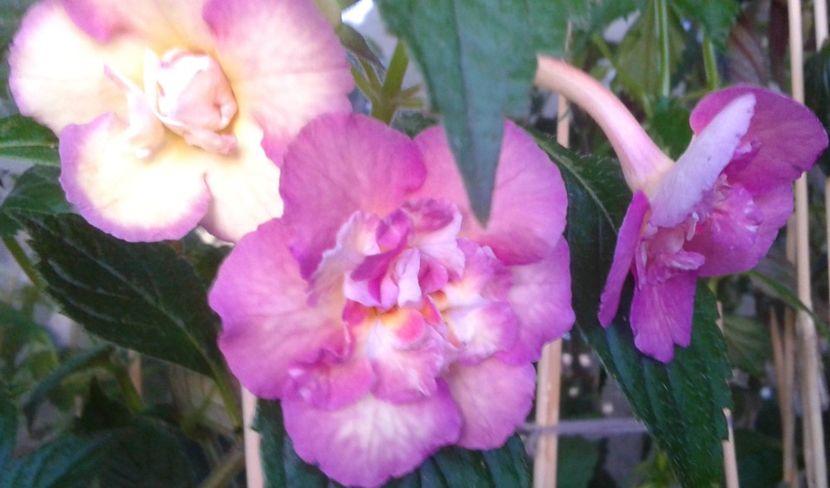 - 0000 ACHIMENES