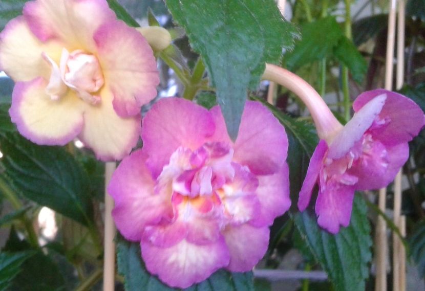  - 0000 ACHIMENES