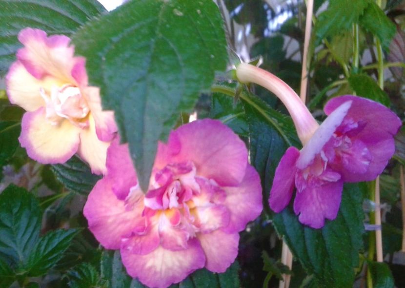  - 0004 achimenes