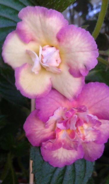  - 0000 ACHIMENES