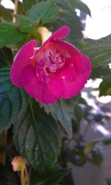  - 0000 ACHIMENES