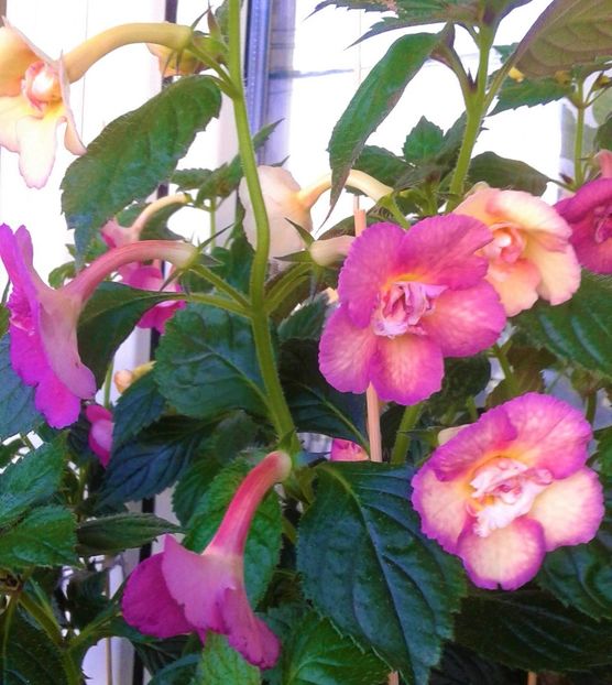  - 0000 ACHIMENES