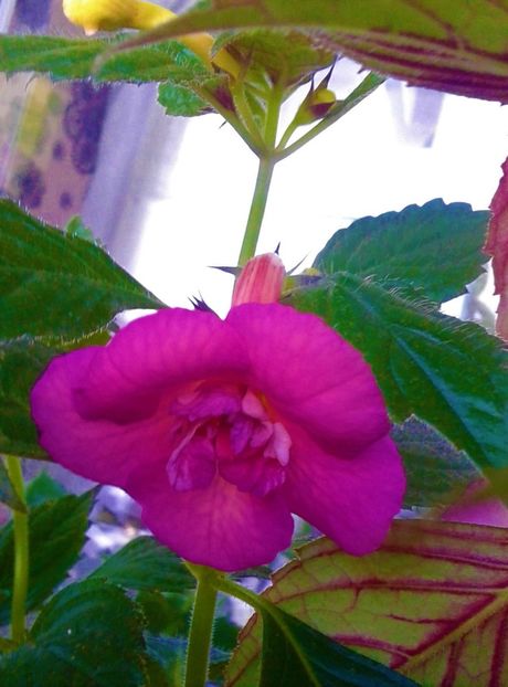  - 0000 ACHIMENES
